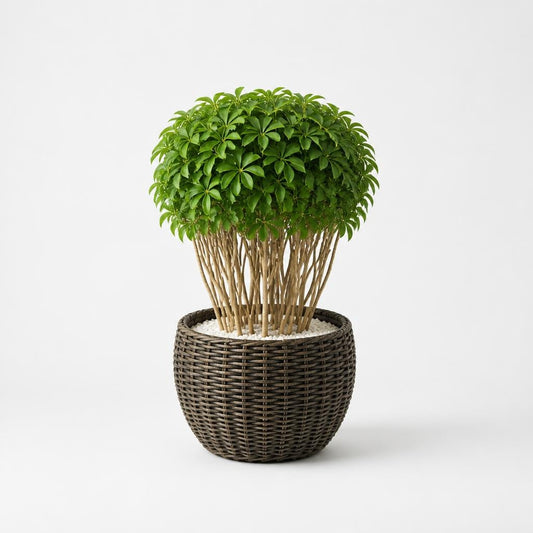 Terrzen pot 14